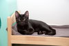 Berlioz