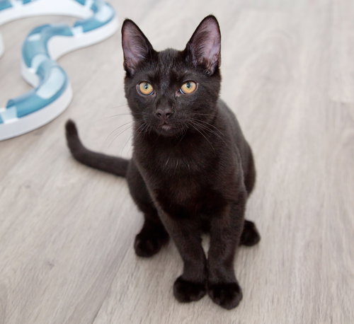 O’Malley