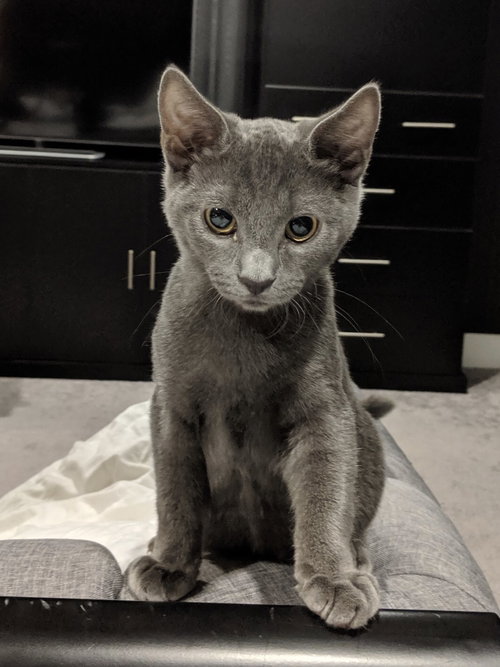 Coconut (must be adopted w/Bamboo)
