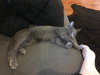 Coconut (must be adopted w/Bamboo)