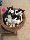 Krinsky (must be adopted w/Blazer)