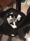 Krinsky (must be adopted w/Blazer)