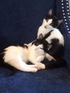 Krinsky (must be adopted w/Blazer)