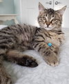 Squeaky 2019 (must be adopted w/Samba)