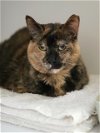 Lulu 2019 2(FIV+ and Positively Adoptable!)