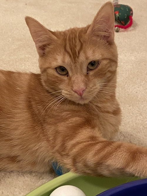 SunChip 2019 (must be adopted w/Ruffles 2019)