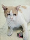 Remy (FIV+ & Positively Adoptable - special boy!)