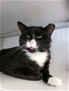 Sir Ryland (FIV+ and Positively Adoptable)