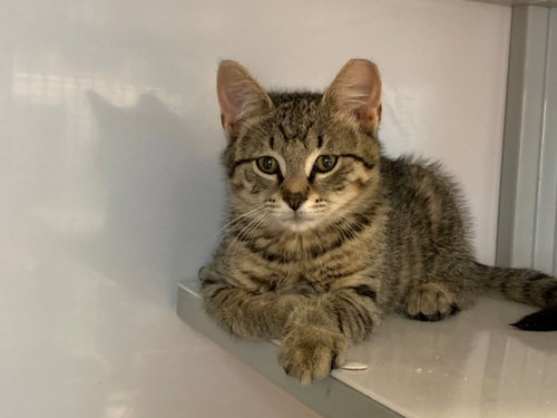 Akela (must be adopted w/Mowgli)