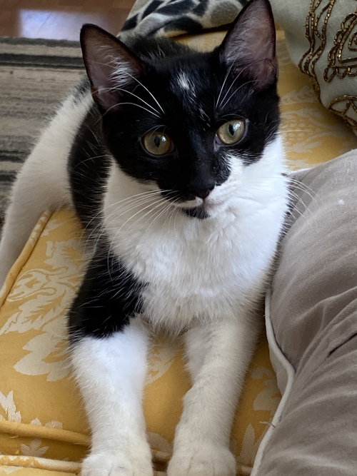 Snifter (must be adopted w/Thistle)