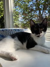 Snifter (must be adopted w/Thistle)