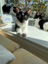 Snifter (must be adopted w/Thistle)