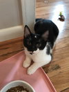 Snifter (must be adopted w/Thistle)