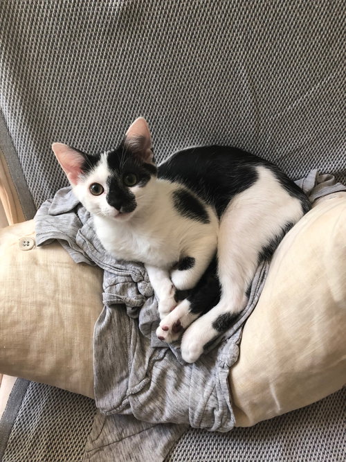 Olay (must be adopted w/Sephora)