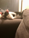 Olay (must be adopted w/Sephora)