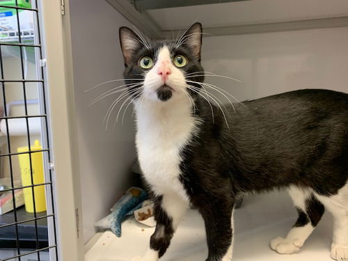 Barry (FIV+ and Positively Adoptable!)