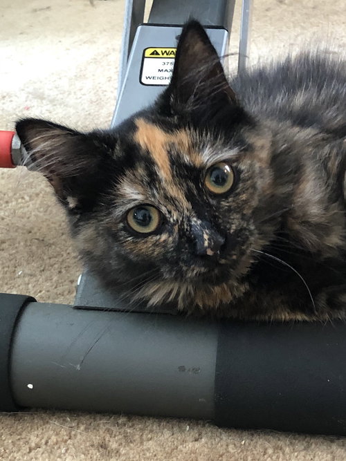 Ariel (must be adopted w/Autumn)
