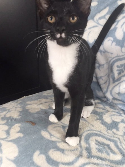 Artemis