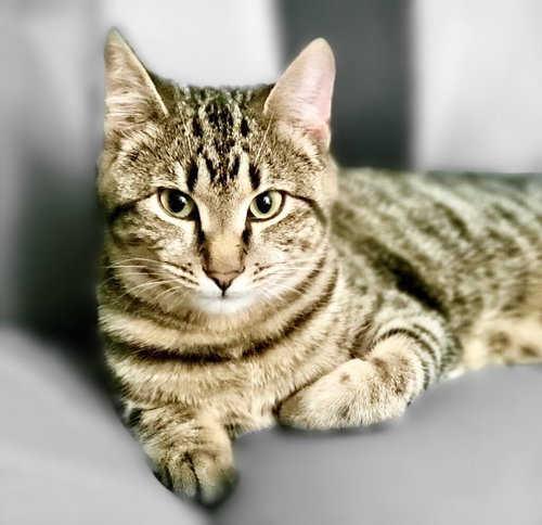 Alex 2020 (must be adopted w/Ali 2020)