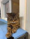 Jude (FIV+)