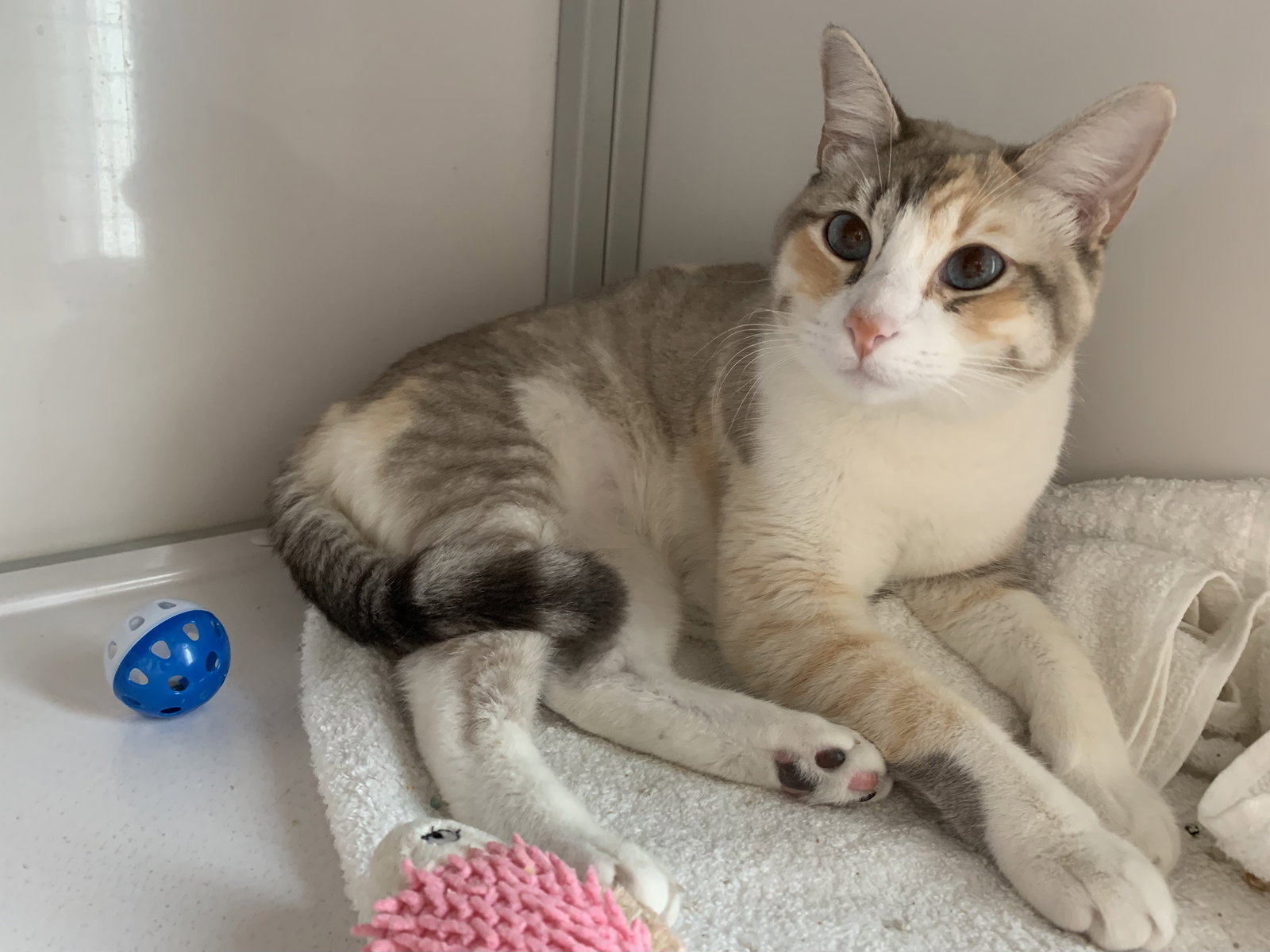 Coco (must be adopted w/ Chanel)'s Web Page