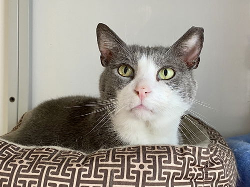 Grey (FIV+) (must be adopted with Winston)