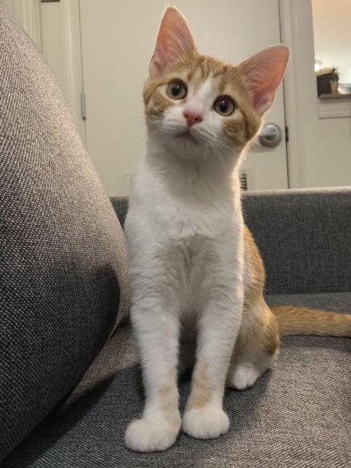Oscar (must be adopted w/Gunner)