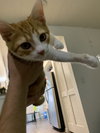 Oscar (must be adopted w/Gunner)