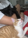 Oscar (must be adopted w/Gunner)