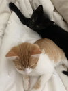Oscar (must be adopted w/Gunner)