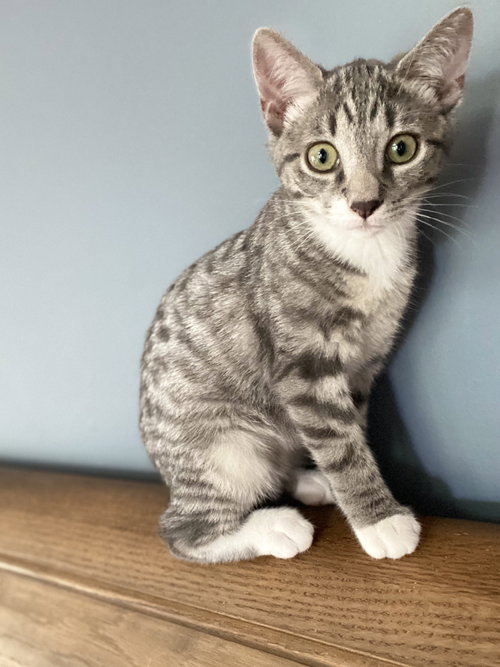 Kiwi (must be adopted w/Guava)