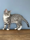 Kiwi (must be adopted w/Guava)