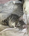 Kiwi (must be adopted w/Guava)