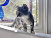 Kiwi (must be adopted w/Guava)