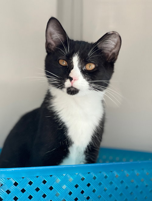Kimie (must be adopted with Kya)