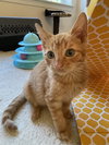 Mogwai