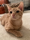 Mogwai