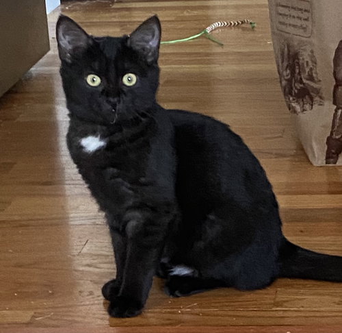 Cinder (must be adopted w/Lynx)