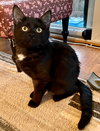Cinder (must be adopted w/Lynx)