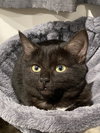 Cinder (must be adopted w/Lynx)