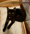 Cinder (must be adopted w/Lynx)