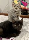 Cinder (must be adopted w/Lynx)