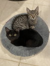 Cinder (must be adopted w/Lynx)