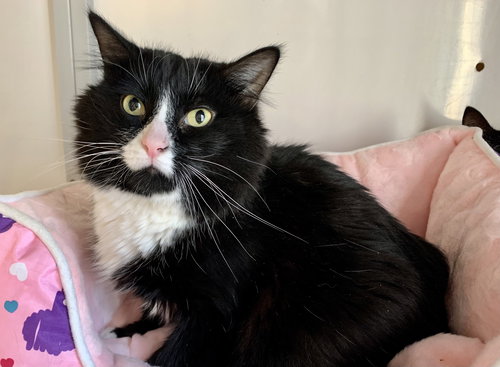 Eliza (must be adopted with Ranger)