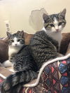 Milano (must be adopted w/Mila)