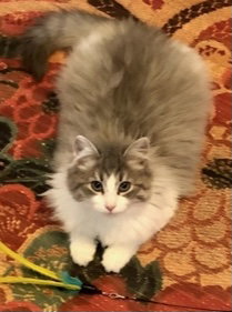 Colby Jack