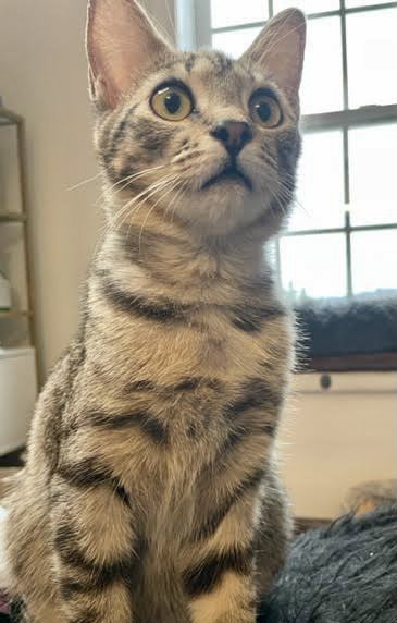 Croix (must be adopted with Fenti) - St Croix