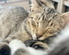 Croix (must be adopted with Fenti) - St Croix