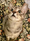 Croix (must be adopted with Fenti) - St Croix