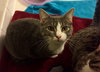 Andy (must be adopted with Ella)